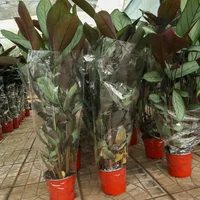 飞羽竹芋的养殖方法
