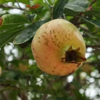 一朵朵石榴花像什么，盛开的石榴花像什么