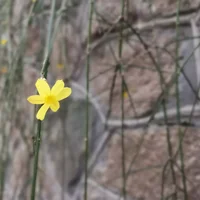 辽源适合养什么花，市花和市树是什么