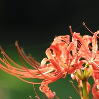 彼岸花怎么种植方法，彼岸花的种植方法和时间