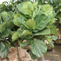 琴叶榕的种植方法