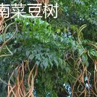海南菜豆树与菜豆树的区别