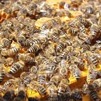 怎么鉴别是真蜂蜜还是假蜂蜜,真假蜂蜜区分方法