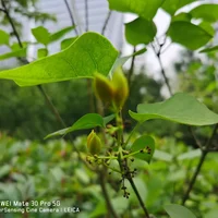 丁香花如何给水，丁香花根部积水怎么办