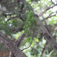 雪松是开花植物吗