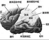 脑萎缩的症状,脑萎缩病人的饮食注意事项