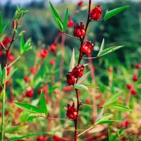 洛神花茶和什么搭配好，洛神花茶图片