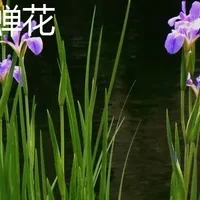 玉蝉花和鸢尾花区别