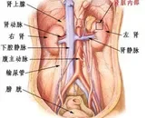 男人肾虚有先天和后天之分