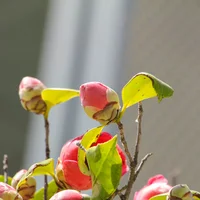 山茶花耐寒吗，山茶花耐旱吗