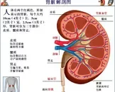 老年人急进性肾炎的症状