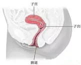 支原体阴道炎有什么症状