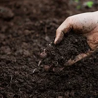 自制营养土视频：这三种生活垃圾，可以制作营养土