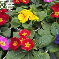 欧报春和报春花的区别