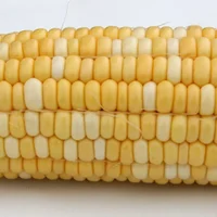 玉米秸秆发酵有机肥（方法和好处）