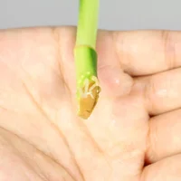 富贵竹视频：富贵竹油绿的方法