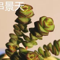 钱串景天和小米星的区别