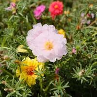 太阳花栽培技术，太阳花花苗怎么栽培