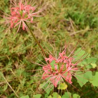 彼岸花有叶子吗，彼岸花的叶子是什么样的