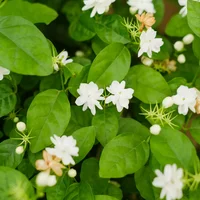 盆栽茉莉花怎么养，茉莉花需要修剪吗