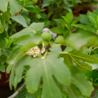 无花果种植条件