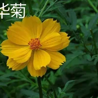 硫华菊和花菱草有什么区别