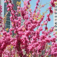 宁波适合养什么花，市花和市树是什么