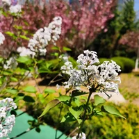 乌兰察布适合养什么花，市花和市树是什么