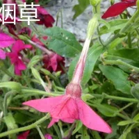 花烟草和烟草花区别