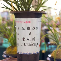 花中君子——兰花