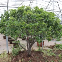 桂花快开花要不要施肥，上什么肥料开花多