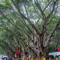 榕树盆景怎么养出苔藓，会影响盆景透气吗