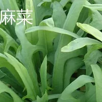 苦麻菜与曲麻菜的区别