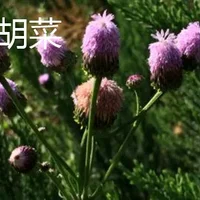 泥胡菜与荠菜区别