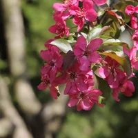 通辽适合养什么花，市花和市树是什么