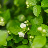 茉莉花资料，茉莉花图片