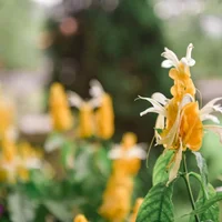 怎样让金苞花四季开花