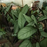 新飞羽竹芋竹芋种植方法