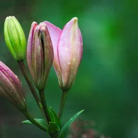 百合花为什么要摘掉花蕊