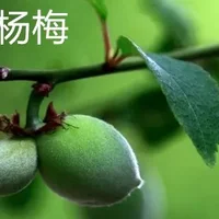 青杨梅和青梅的区别