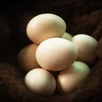 蒸鸡蛋含胆固醇高吗,胆固醇高的饮食护理