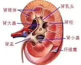 泌尿生殖系阿米巴病的病因,泌尿生殖系阿米巴病的护理