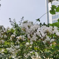 盐城适合养什么花，市花和市树是什么