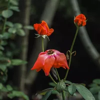 月季花的养殖方法，月季花栽培技术