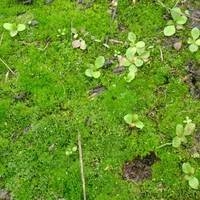 苔藓植物是怎么繁殖的