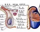 精囊恶性肿瘤会有哪些症状,精囊恶性肿瘤怎么预防呢