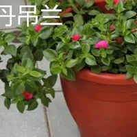 牡丹吊兰和白花紫露草的区别