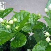 茉莉和非洲茉莉的区别