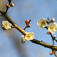 梅花什么时候开花，梅花在什么季节开放