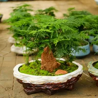 提高孩子成绩风水植物